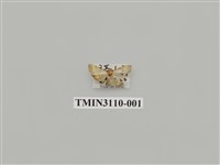 藏品(螟蛾197)的圖片